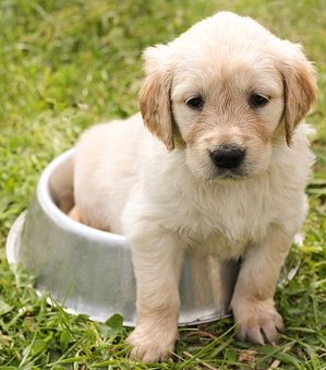 How To Identify A Pure Golden Retriever Puppy Big Dog Den