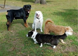 Are Rottweilers Dangerous What You Must Know Big Dog Den