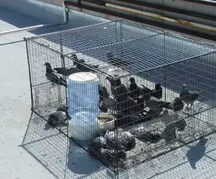 How To Trap Pigeons Best Humane Live Pigeon Traps To