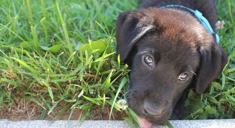 why do labradors eat grass