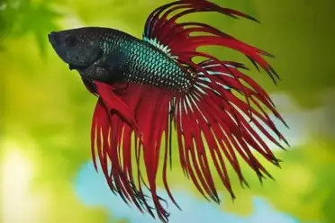 Can Betta Fish Eat Cooked Shrimp Acuario Pets