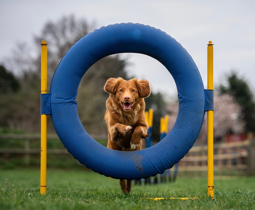 Can Any Dog Do Agility (Is Agility Right For Your Dog)