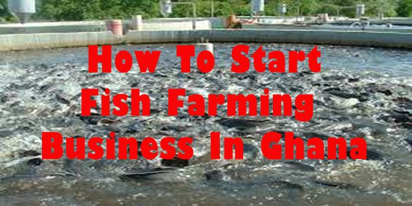 How To Start fish farming Business in Ghana