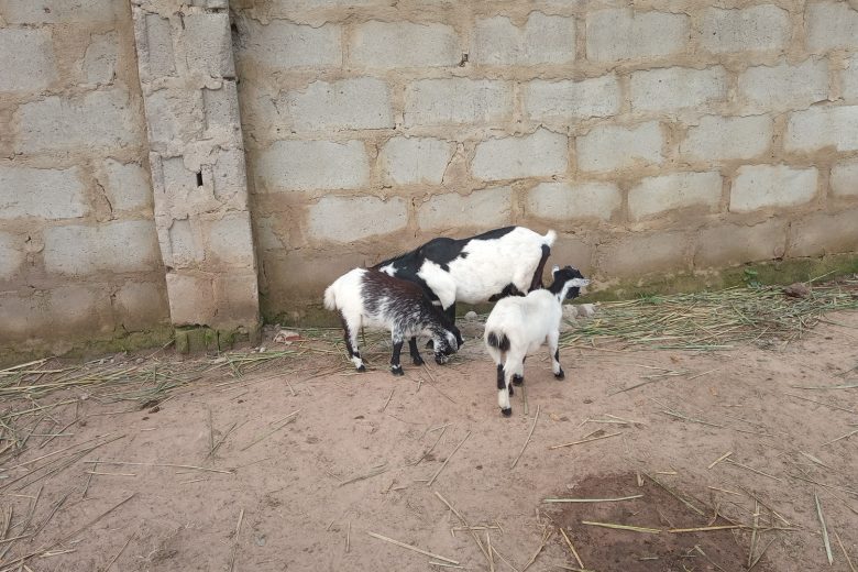 How to start goat farming