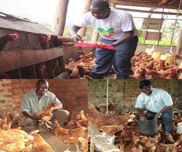 Top 6 Richest Poultry Farmers In Uganda