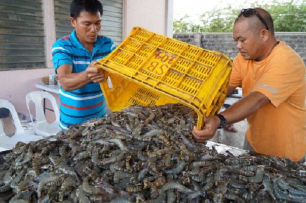Guide On how to start a Shrimp Farming business In Philippines