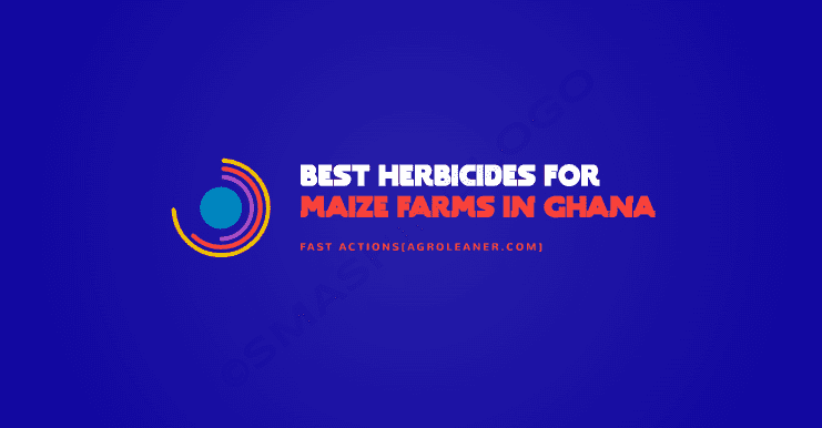 15 Best Herbicides for Maize Farms in Ghana