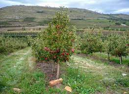 How To Grow Apple in South Africa