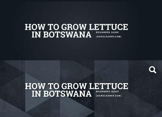 How to Grow Lettuce in Botswana