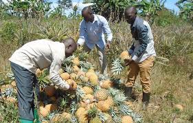 How to Grow Pineapple in Kenya