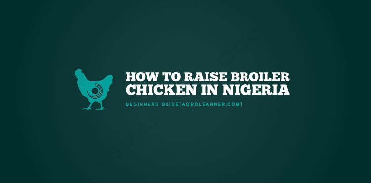 How to Raise Broiler Chicken in Nigeria