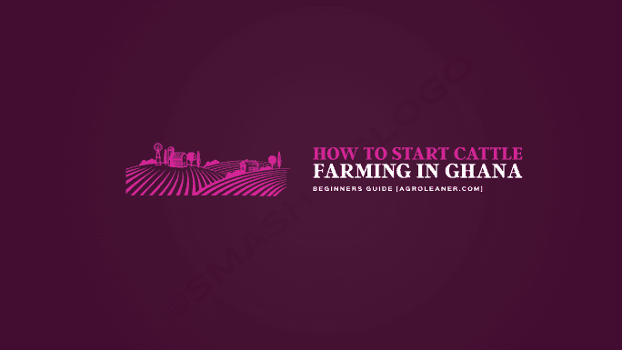 How to start Cattle Farming in Ghana