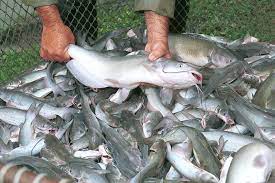 Common Catfish Diseases