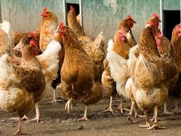 Common Diseases In Poultry Farm