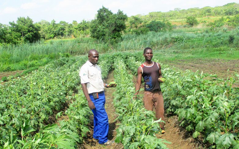 How To Grow Okra In Zambia
