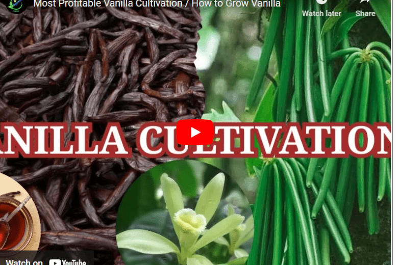 How To Grow Vanilla In Malaysia