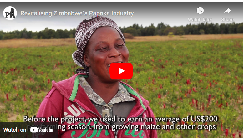 How to Grow Pepper in Zimbabwe