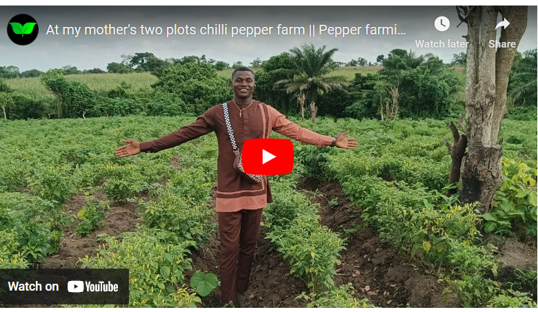 How to Plant Pepper in Dry Season in Nigeria