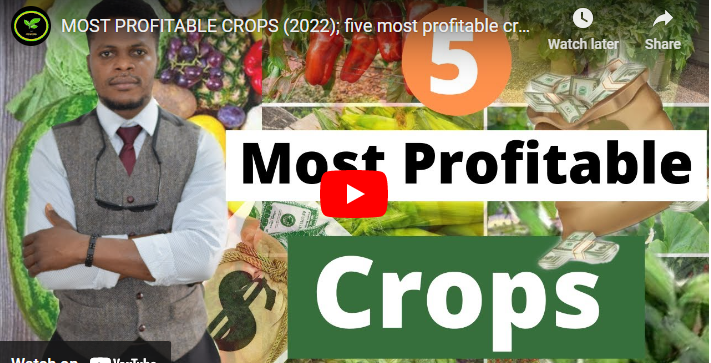 Most Profitable Crops to Grow In Nigeria