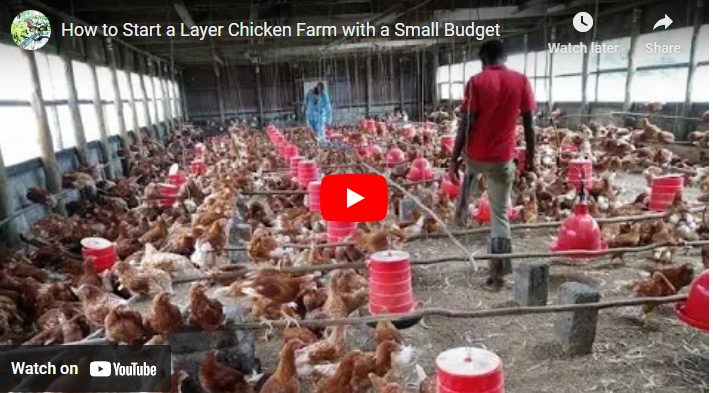 How to Start Layers Poultry Farming for Egg Production