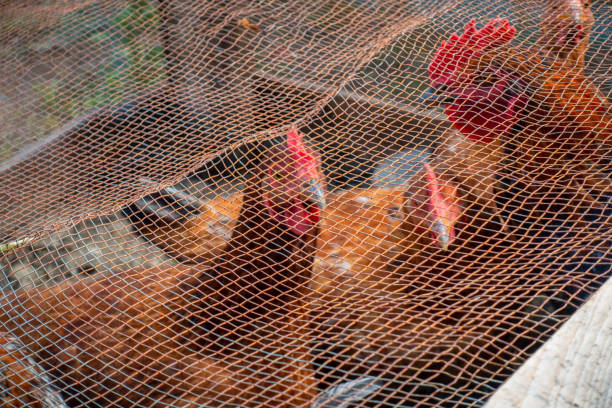 Starting a Poultry Farm with Limited Resources in Kenya