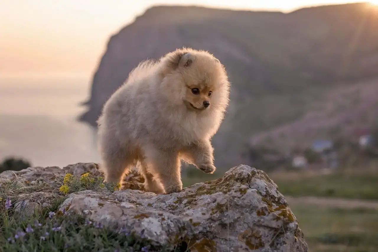 what is the oldest pomeranian