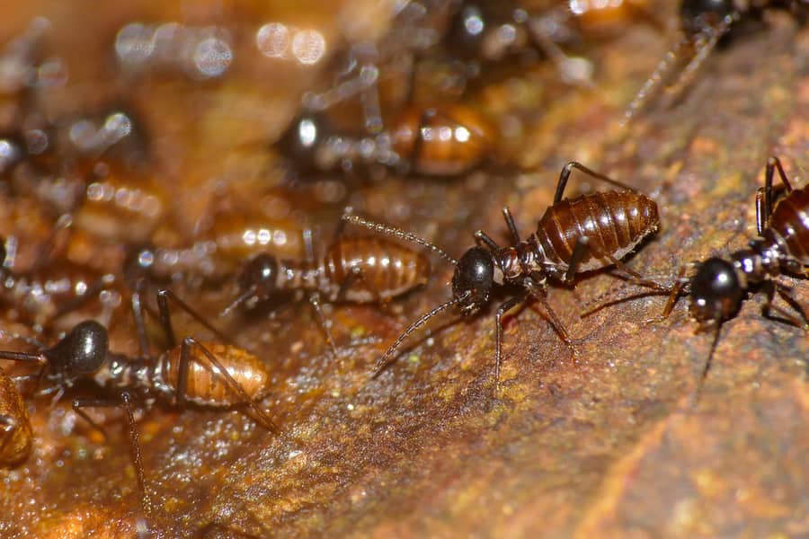 What to do if you find termites in your apartment - 1