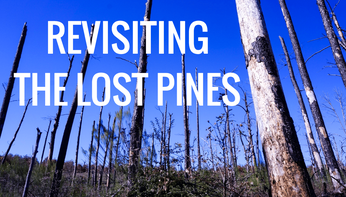 Lost Pines Holiday Homes Tour 2023 - Explore Bastrop County