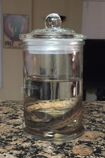 How to Preserve a Reptile or Amphibian | Backwater Reptiles Blog How to Preserve a Reptile or Amphibian | Backwater Reptiles Blog