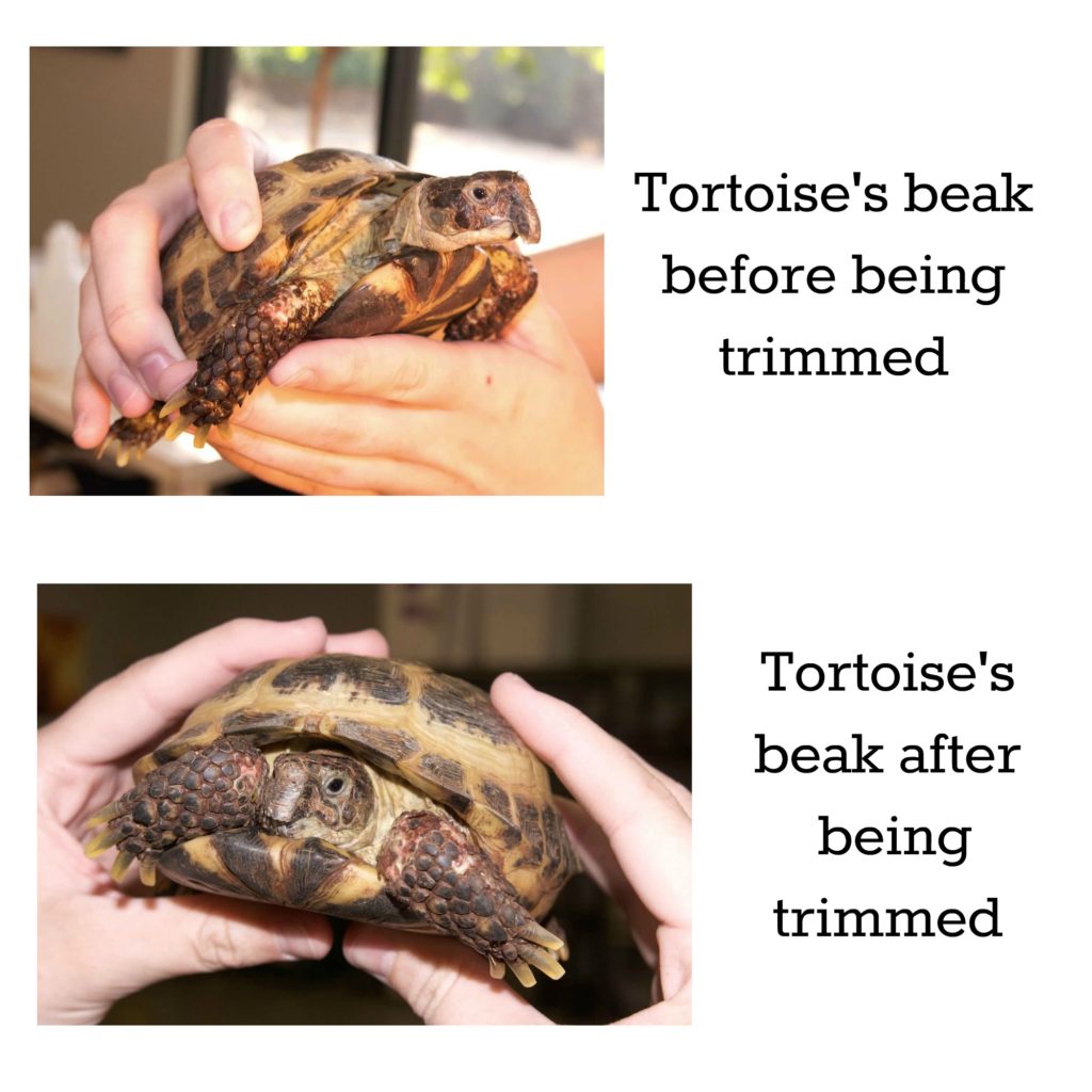 My Turtle's Nail Is Bleeding - What To Do - Animal Kooky