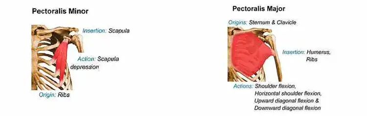 Pecs (Pectoralis Major) Muscle