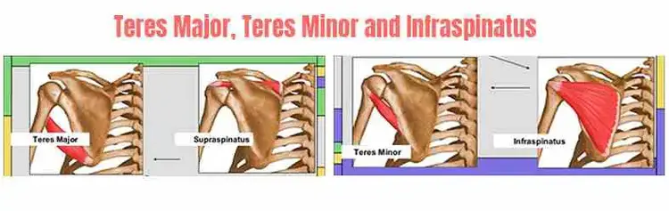 Teres Major, Teres Minor, and Infraspinatus