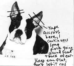 do you have to clip boston terrier ears