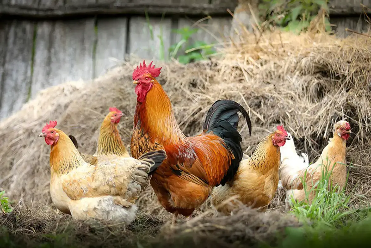 Start Poultry farming in Nigeria