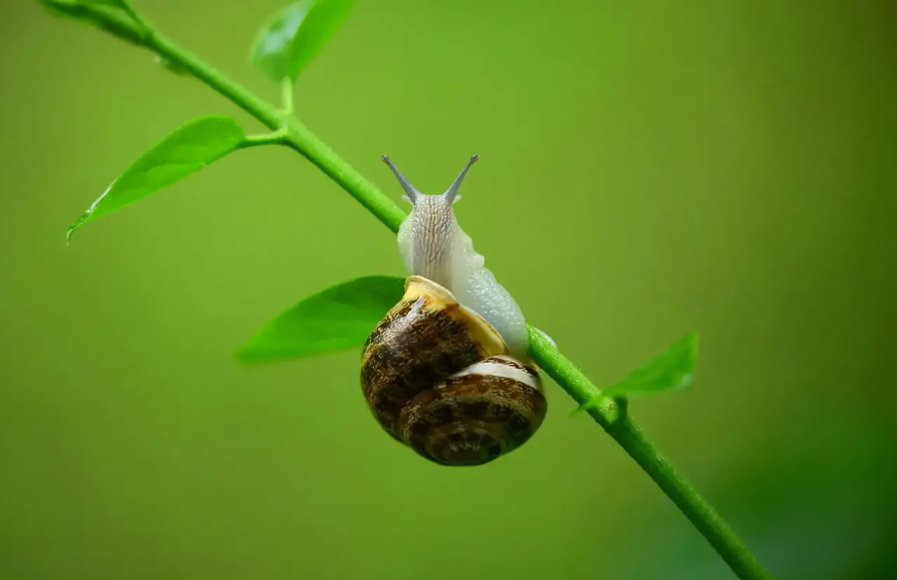 How to Make Snail Food