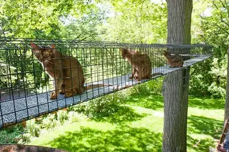 Wire cat outlet tunnel