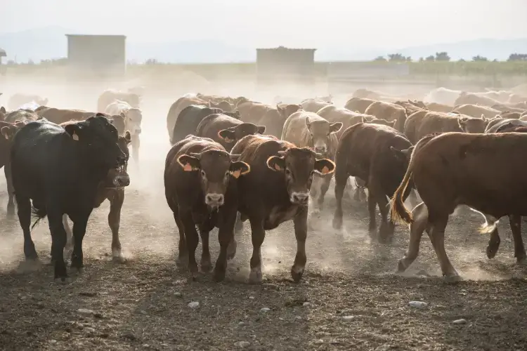 business plan of livestock farming