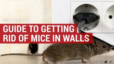 How To Get Rid Of Mice In The Walls Of Your House Or Property