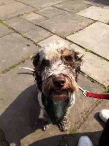 Muddy cockapoo after a walk