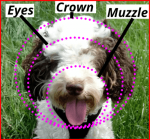 cockapoo teddy bear face