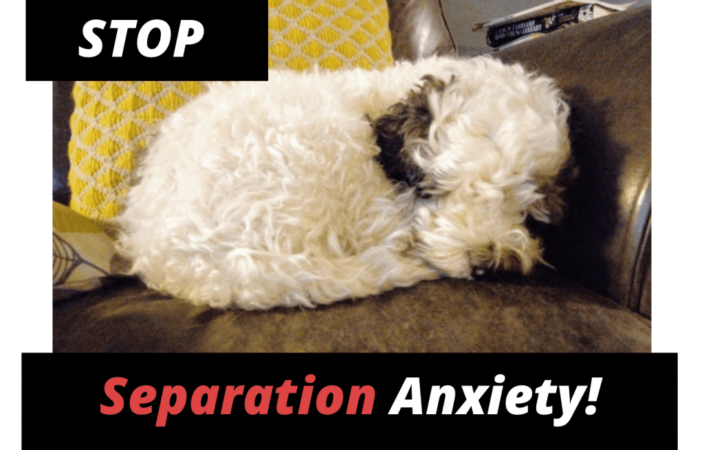 When do cockapoos calm down? (My own experience) Cockapoo Pride