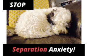 Cockapoo separation anxiety