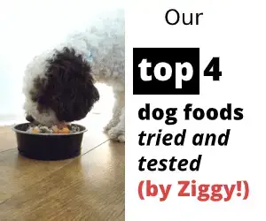 Cockapoo Food Aggression Don T Make Our Mistake Cockapoo Pride