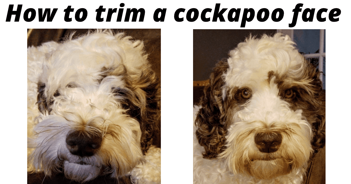best dog clippers for cockapoo