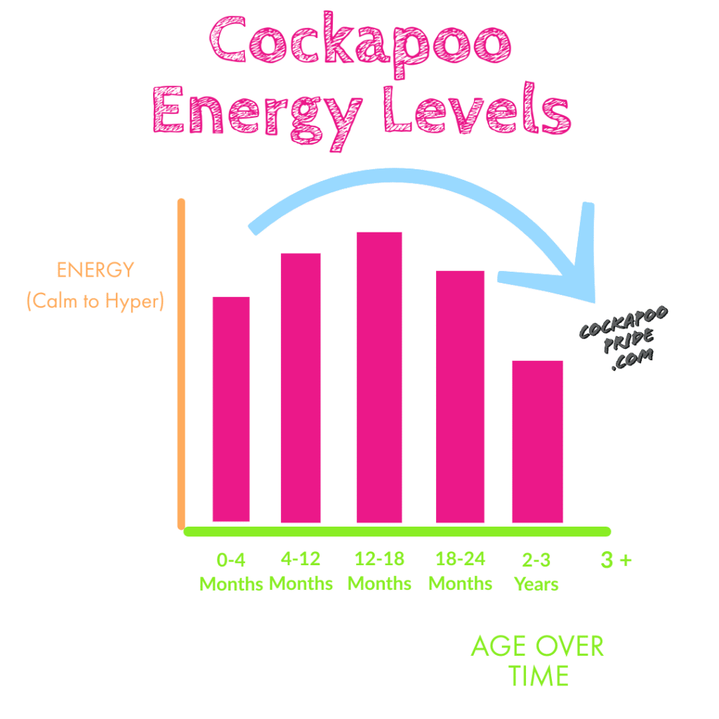 when do cockapoos calm down? Graph