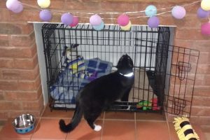 travel crate for cockapoo