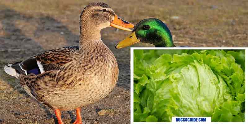 do ducks eat lettuce