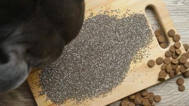 can dogs eat amaranth seeds