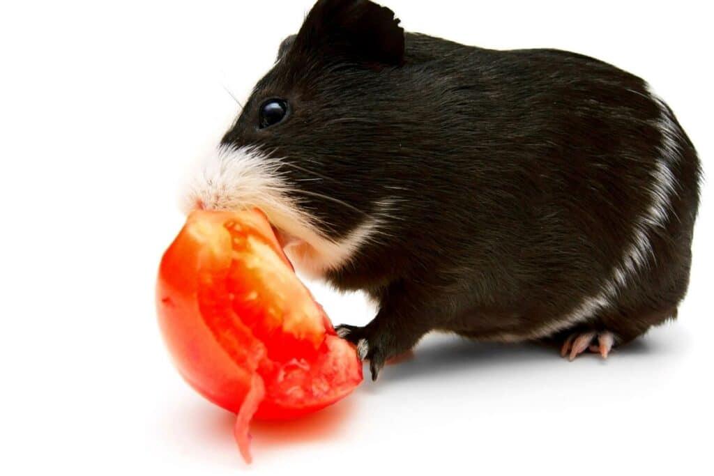 Can Guinea Pigs Eat Tomato Seeds?
