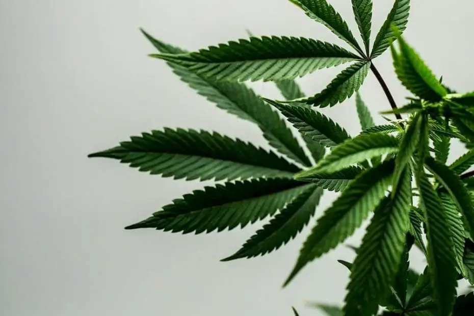 a few cannabis leaves